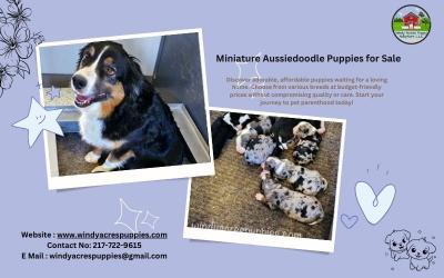 Miniature Aussiedoodles for Sale