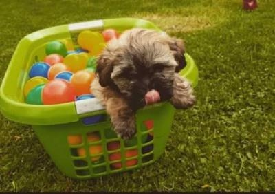 Havanese Bison - Vienna Dogs, Puppies