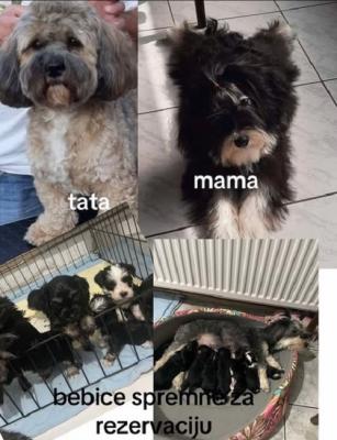 Havanese Bison - Vienna Dogs, Puppies