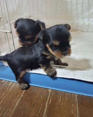 Yorkshire terrier puppies - Abu Dhabi Dogs, Puppies