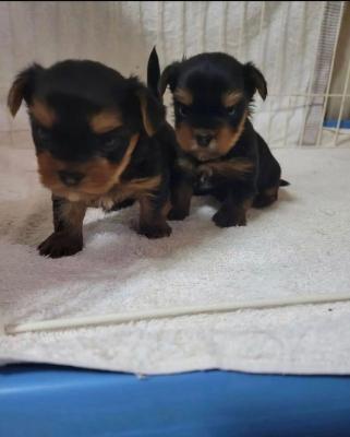 Yorkshire terrier puppies - Abu Dhabi Dogs, Puppies