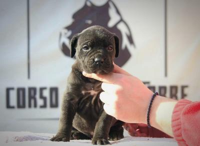 Cane Corso Welpen