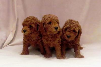 RED POODLES PREMIUM  - Vienna Dogs, Puppies