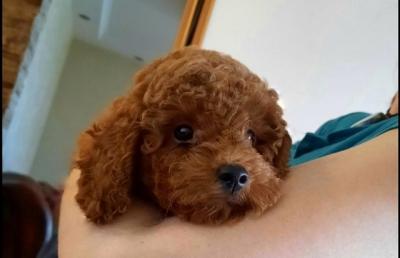 RED POODLES PREMIUM  - Vienna Dogs, Puppies