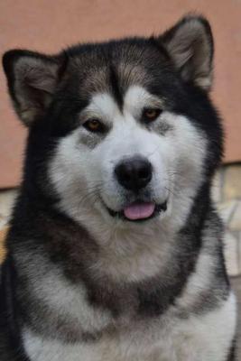 Alaskan Malamute Welpen - Vienna Dogs, Puppies