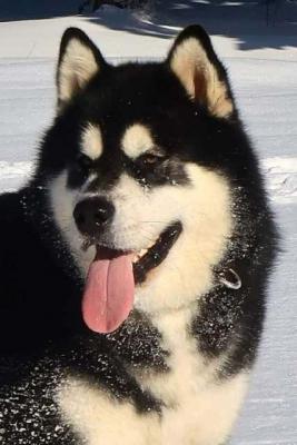 Alaskan Malamute Welpen - Vienna Dogs, Puppies