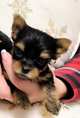 Yorkshire Terrier - Vienna Dogs, Puppies