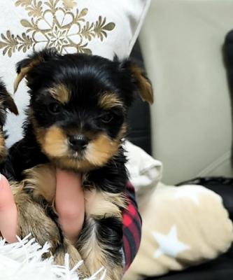 Yorkshire Terrier - Vienna Dogs, Puppies