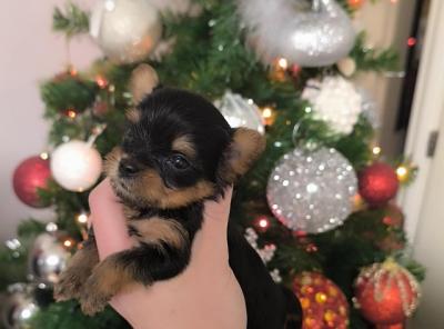 Yorkshire Terrier - Vienna Dogs, Puppies