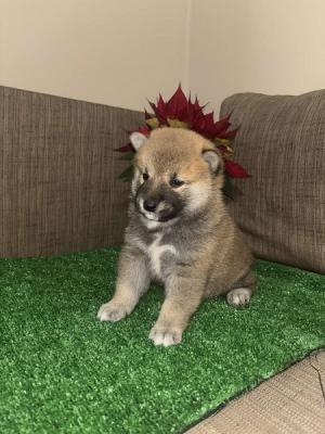 Shiba Inu Welpen - Zurich Dogs, Puppies