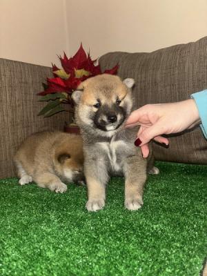 Shiba inu puppies - Vienna Dogs, Puppies