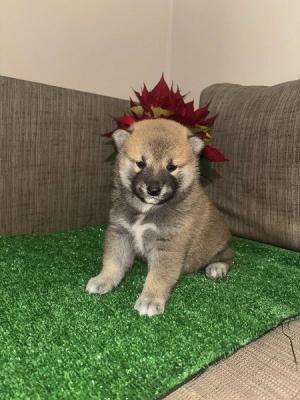 Shiba inu puppies - Vienna Dogs, Puppies