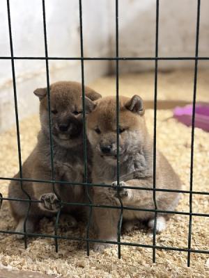 Shiba inu puppies - Vienna Dogs, Puppies