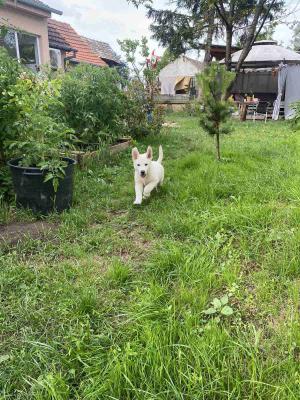 White Shepherds - Vienna Dogs, Puppies