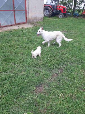 White Shepherds - Vienna Dogs, Puppies