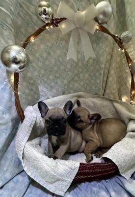 French Bulldog - Vienna Dogs, Puppies