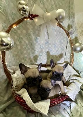 French Bulldog - Vienna Dogs, Puppies