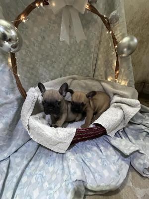 French Bulldog - Vienna Dogs, Puppies