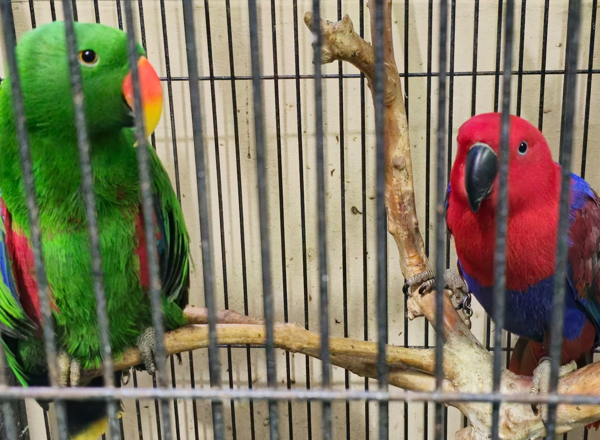 Red Sided & Aru Eclectus - Singapore Region Birds