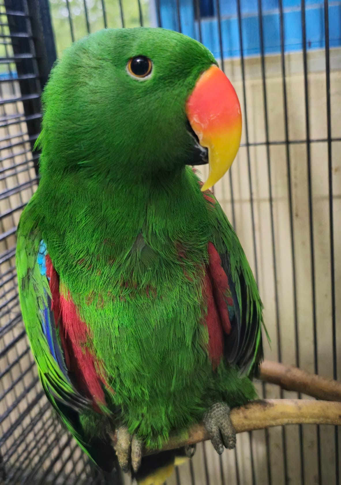 Red Sided & Aru Eclectus - Singapore Region Birds