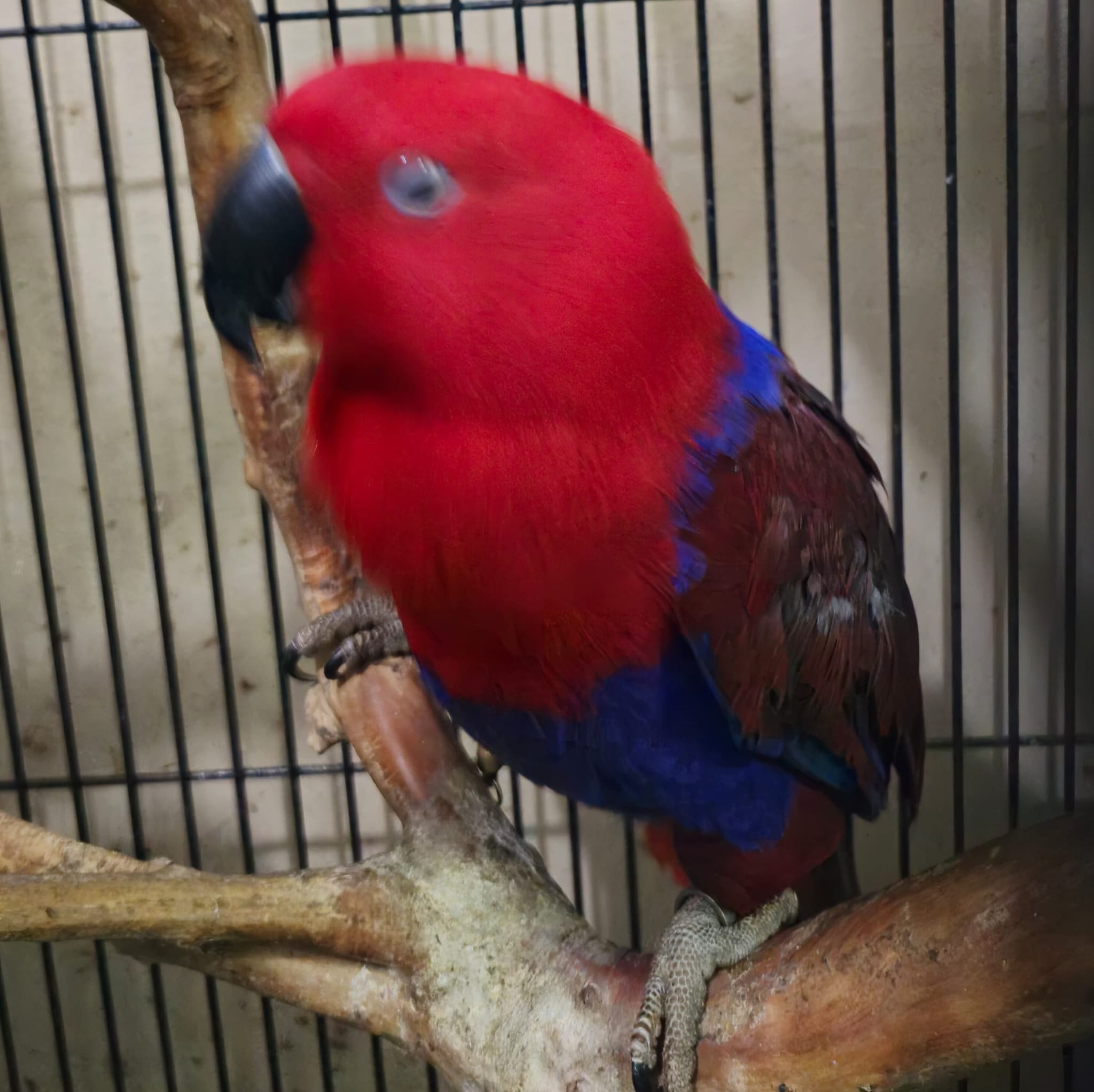 Red Sided & Aru Eclectus - Singapore Region Birds