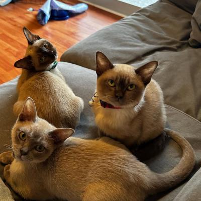   European Burmese kittens Available .