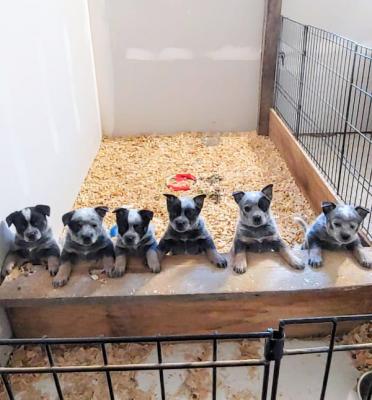   Australian Cattle Dog Puppies (Blue Heeler Puppies) Available now