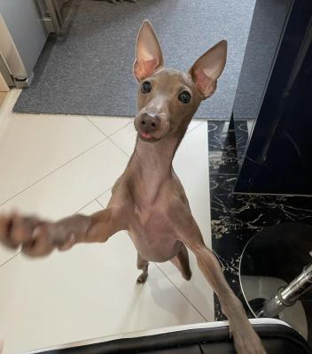   Italian Greyhound puppies