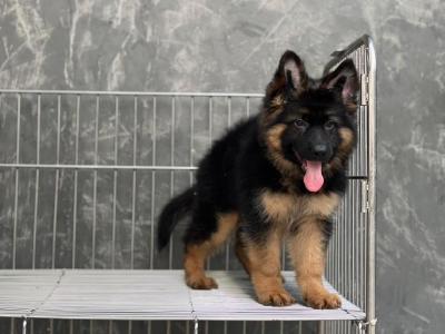   German Shepherd Puppies for sale 