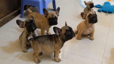   French Bulldog Puppies for sale   