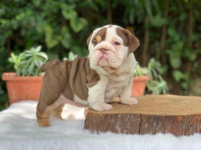   English Bulldog Puppies for Sale 