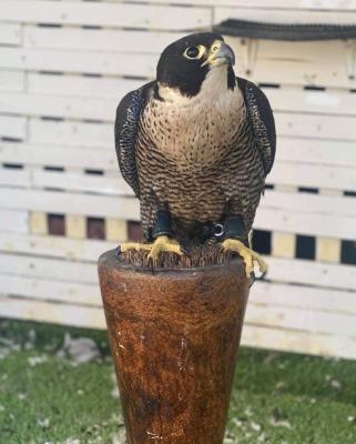   FALCON BIRDS FOR SALE  - Kuwait Region Birds