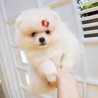  Pomeranian puppies available for sale   