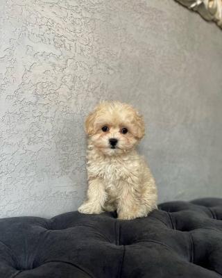   Maltipoo Puppies fr sale    