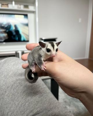   Male and Female Sugar Gliders 