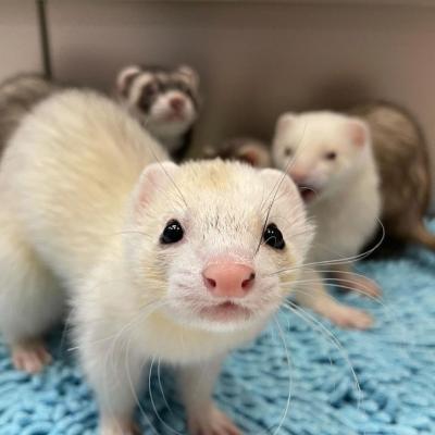 loving ferrets for Adoption 