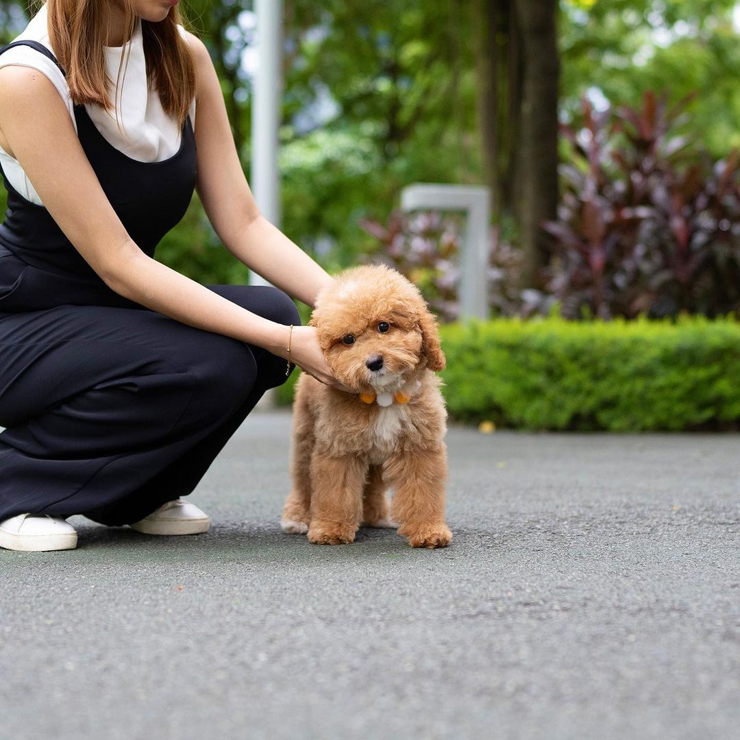  Goldendoodle Puppies Available - Kuwait Region Dogs, Puppies