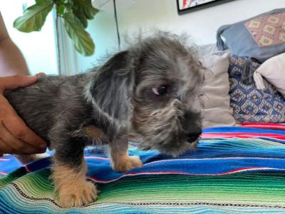  Dandie Dinmont Terrier - Cebu City Dogs, Puppies