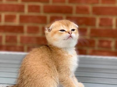   Scottish Fold Kittens for sale 