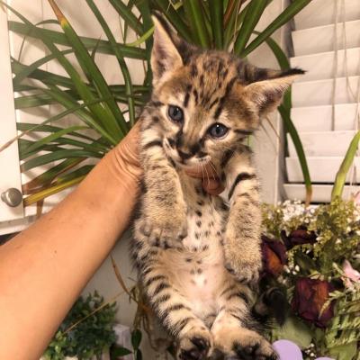  savannah kittens for re-homing  