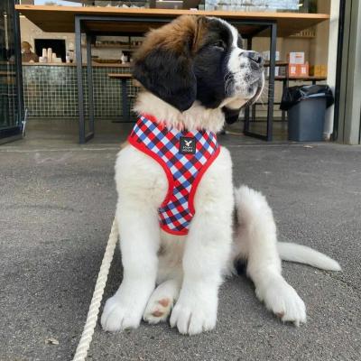   Saint Bernard Puppies for Sale