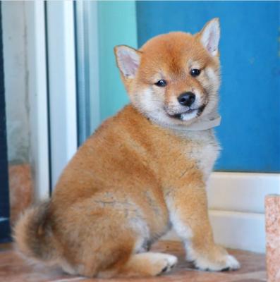  Shiba inu puppies - Vienna Dogs, Puppies