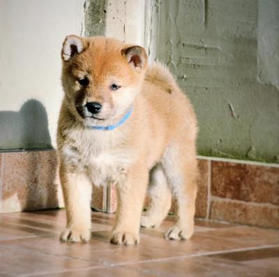  Shiba inu puppies - Vienna Dogs, Puppies