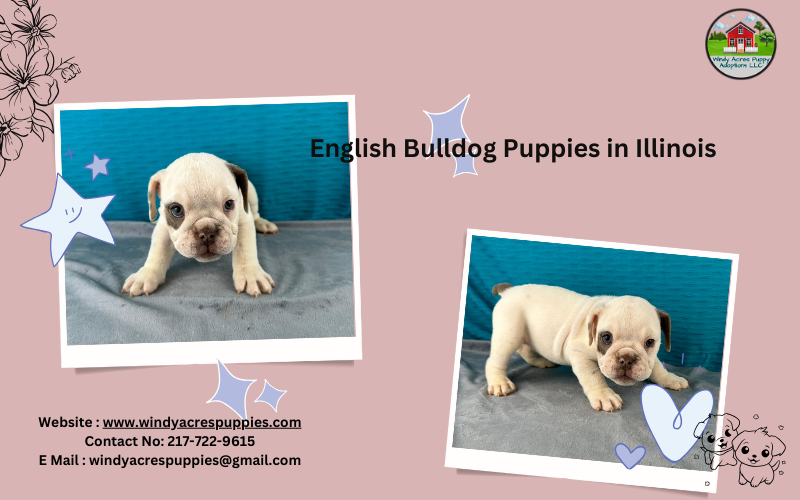 Healthy English Bulldog Puppies for Sale in Illinois