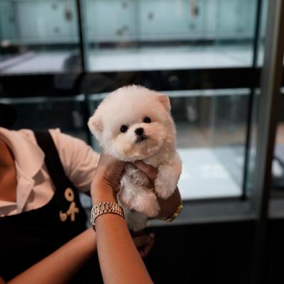  Toy Bichon Frise Puppies for sale 