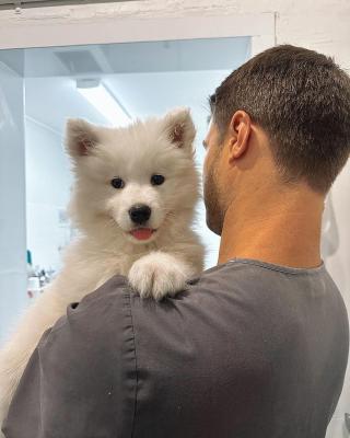  Samoyed puppies For Sale  