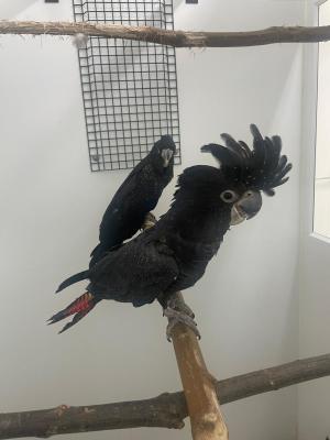   Red Tailed Black Cockatoo for Sale