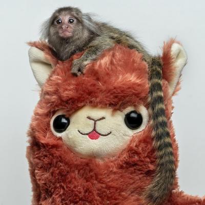   Marmoset Monkey for Adoption  