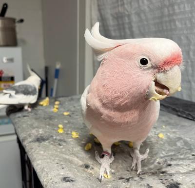  Major Mitchell's cockatoo Available