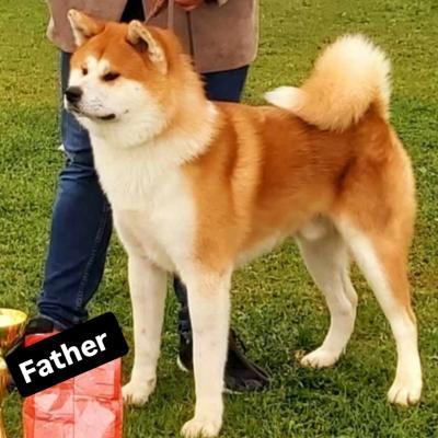 Akita Inu  - Vienna Dogs, Puppies